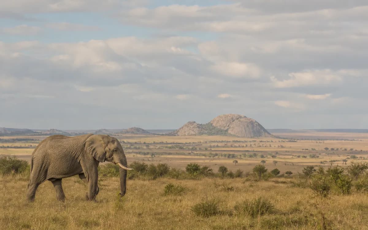 Elephant crossing open grassland
